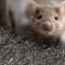Rodent Exclusion. Use steel wool or exclusion mesh Rodent Exclusion. Use steel wool or exclusion mesh